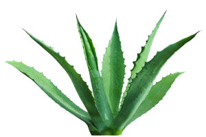 agave-plant